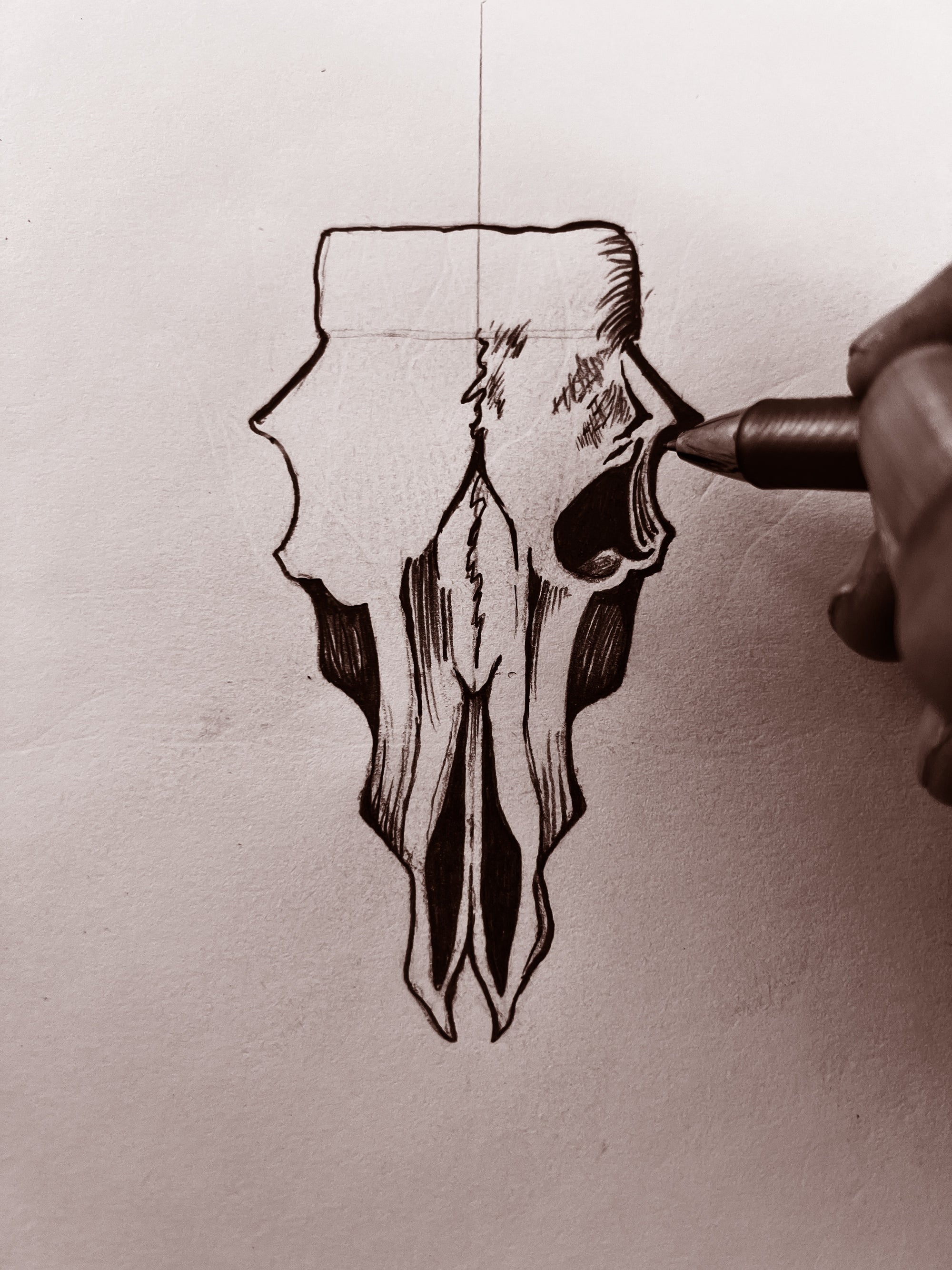 Hand-drawn illustration of a cow skull on beige paper.