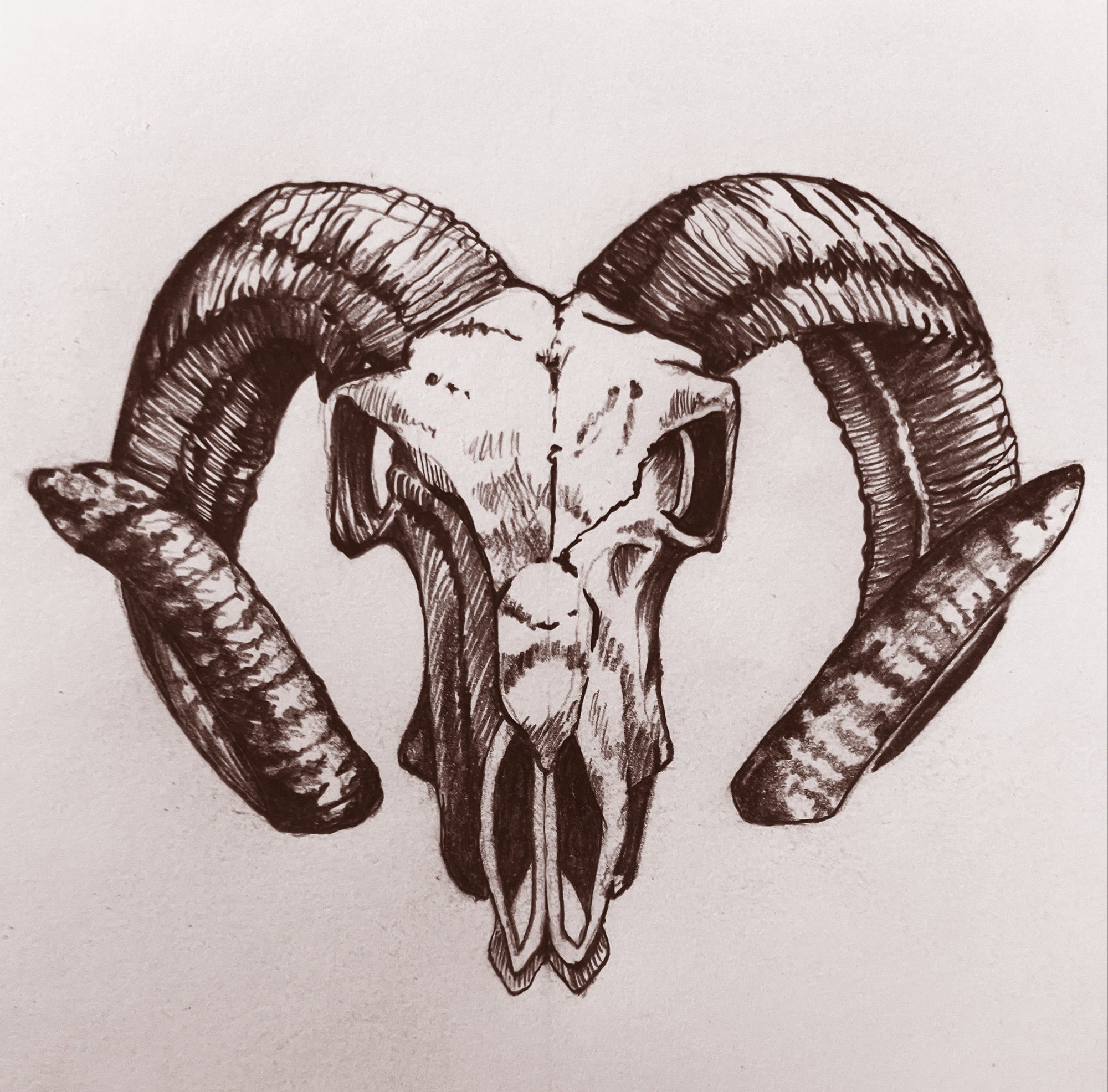 Skull with large curved horns on a light background