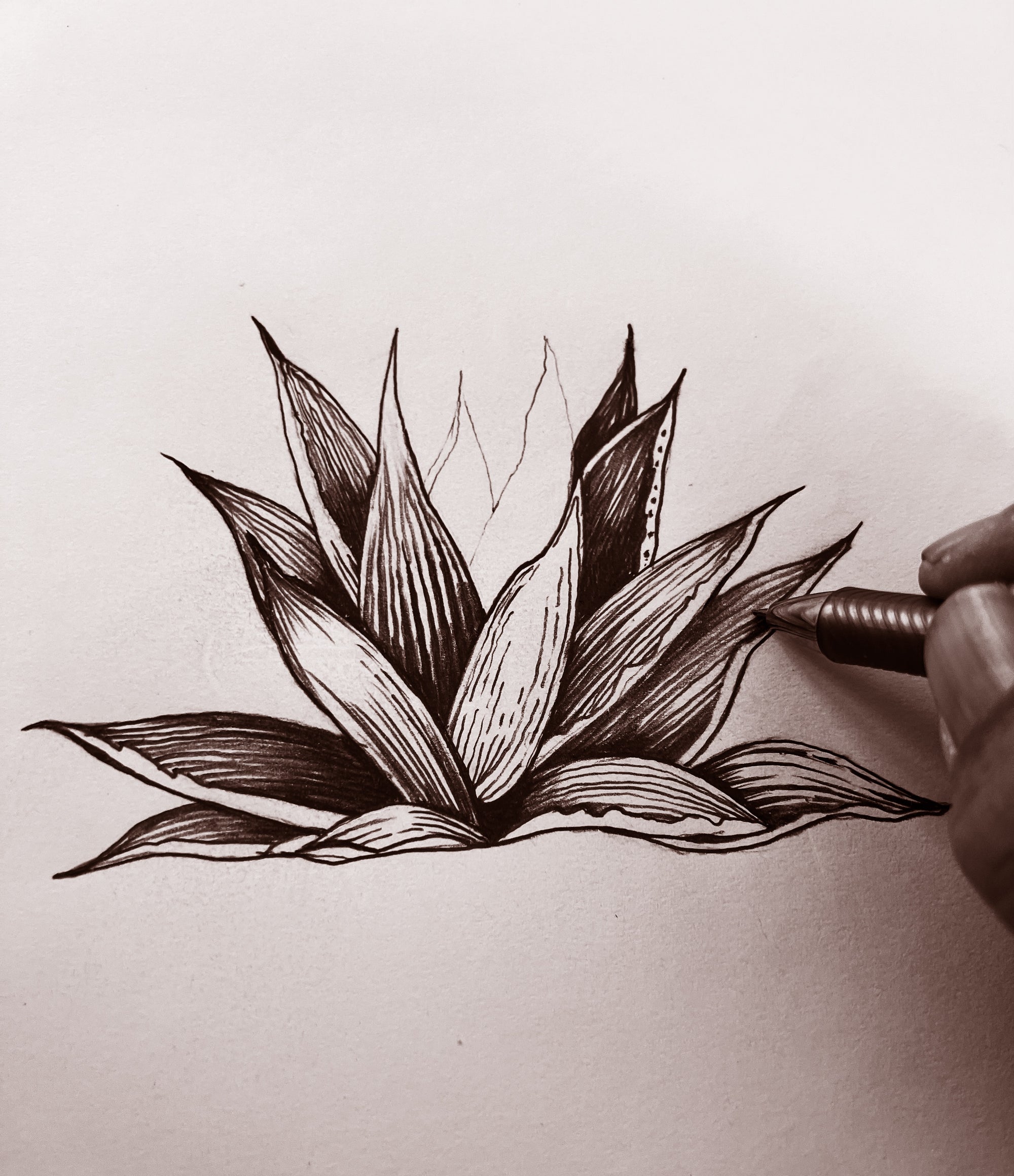 Hand-drawn illustration of a plant on a plain background